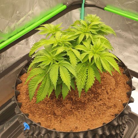 MAC1 2# growlog timeline photo