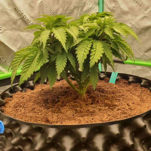 MAC1 2# growlog timeline photo