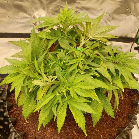 MAC1 1# growlog timeline photo