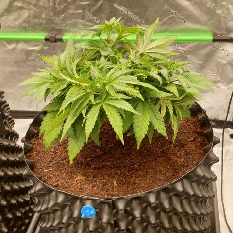 MAC1 1# growlog timeline photo
