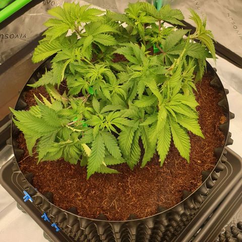 MAC1 2# growlog timeline photo