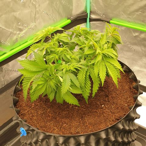 MAC1 2# growlog timeline photo