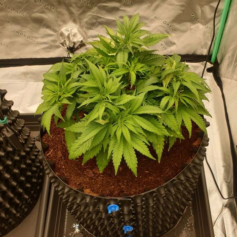 MAC1 1# growlog timeline photo