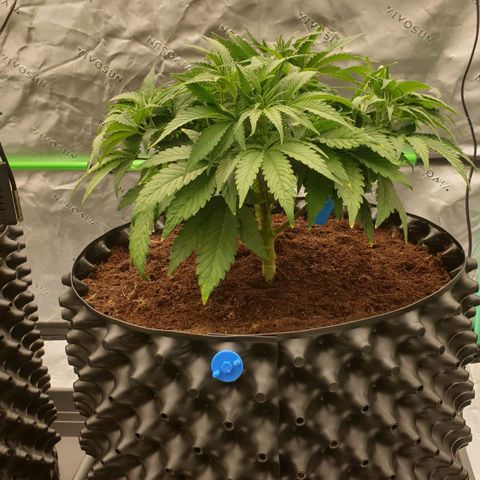 MAC1 1# growlog timeline photo