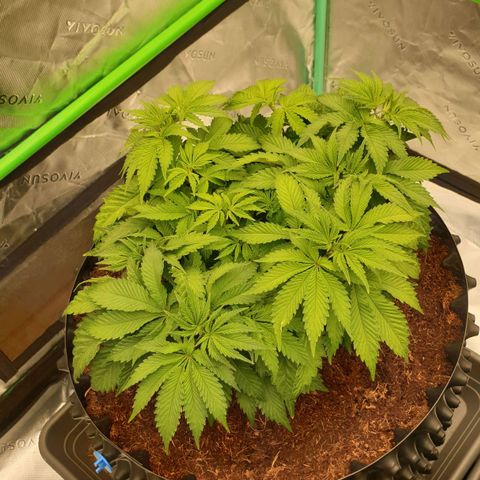 MAC1 2# growlog timeline photo