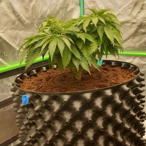MAC1 2# growlog timeline photo