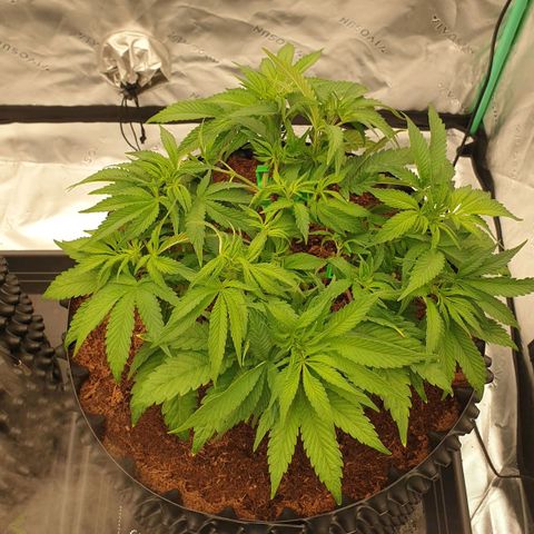 MAC1 1# growlog timeline photo