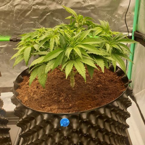 MAC1 1# growlog timeline photo