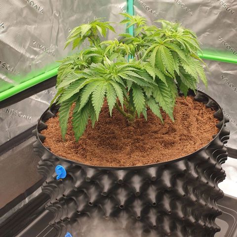 MAC1 2# growlog timeline photo