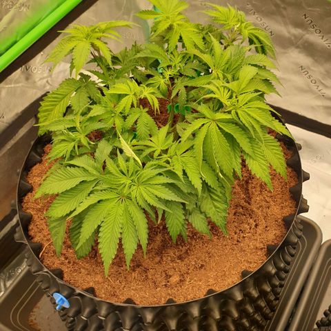 MAC1 2# growlog timeline photo