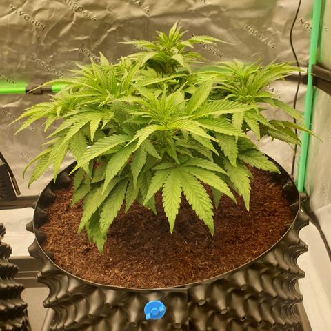 MAC1 1# growlog timeline photo