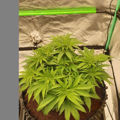 MAC1 1# growlog timeline photo