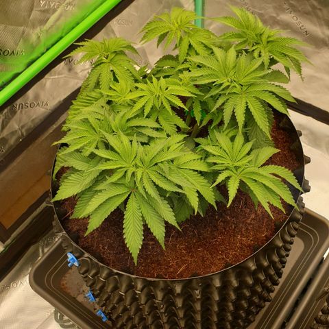 MAC1 2# growlog timeline photo