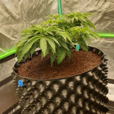 MAC1 2# growlog timeline photo
