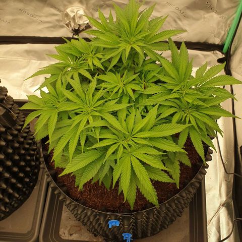MAC1 1# growlog timeline photo
