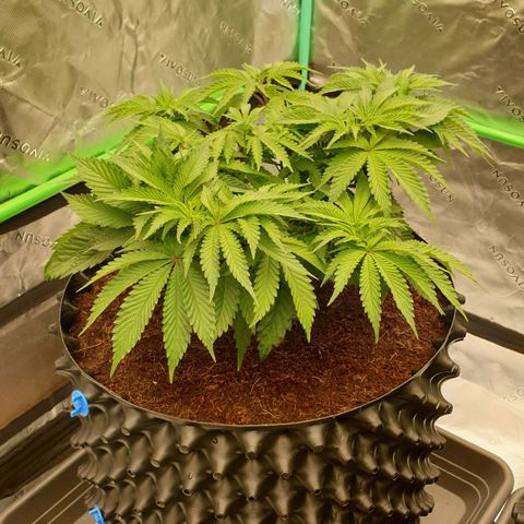 MAC1 2# growlog timeline photo
