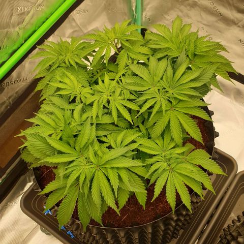 MAC1 2# growlog timeline photo