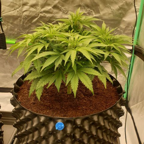 MAC1 1# growlog timeline photo