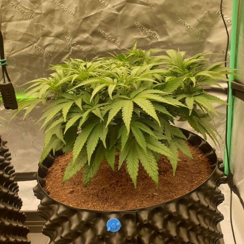 MAC1 1# growlog timeline photo