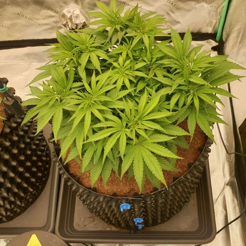 MAC1 1# growlog timeline photo