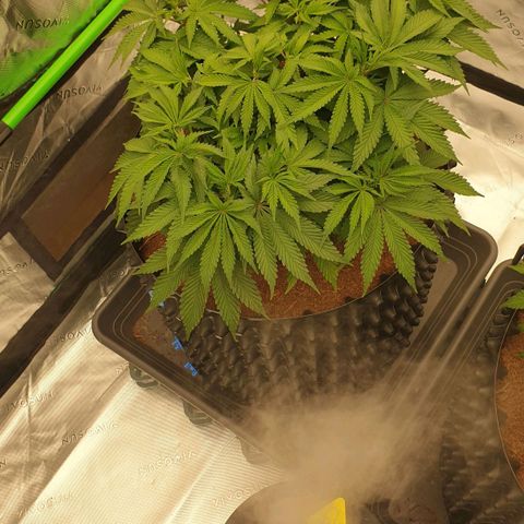 MAC1 2# growlog timeline photo