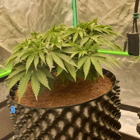 MAC1 2# growlog timeline photo