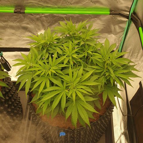 MAC1 1# growlog timeline photo
