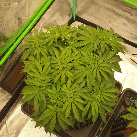 MAC1 2# growlog timeline photo