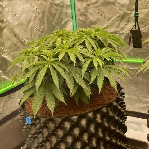 MAC1 2# growlog timeline photo