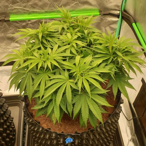 MAC1 1# growlog timeline photo