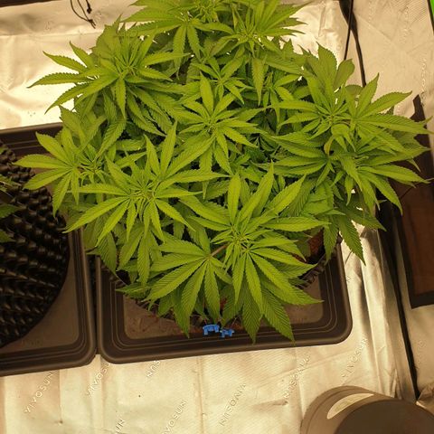 MAC1 1# growlog timeline photo