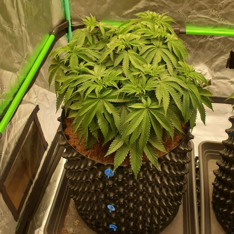 MAC1 2# growlog timeline photo