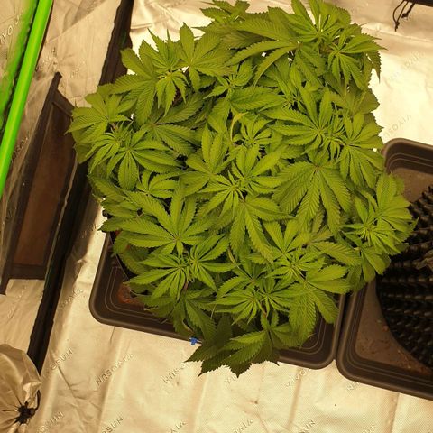 MAC1 2# growlog timeline photo