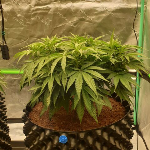 MAC1 1# growlog timeline photo