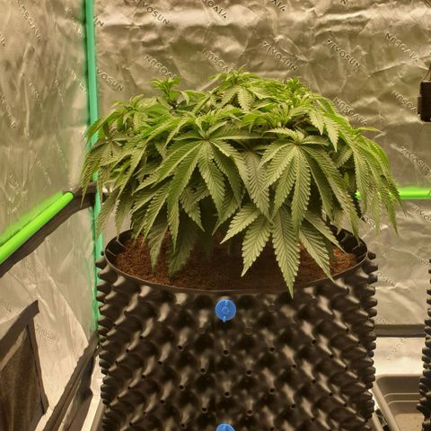 MAC1 2# growlog timeline photo