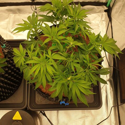 MAC1 1# growlog timeline photo