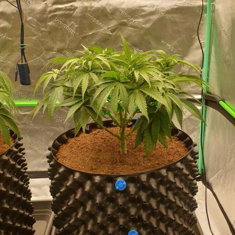 MAC1 1# growlog timeline photo