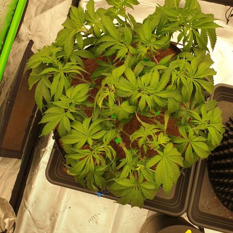 MAC1 2# growlog timeline photo