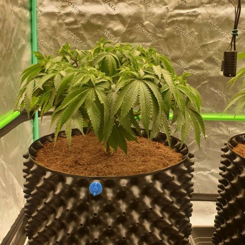 MAC1 2# growlog timeline photo