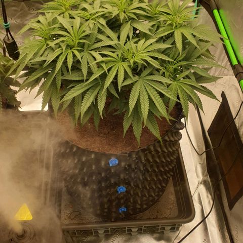 MAC1 1# growlog timeline photo