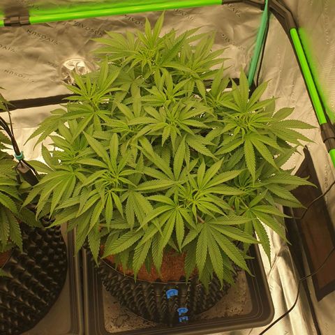 MAC1 1# growlog timeline photo