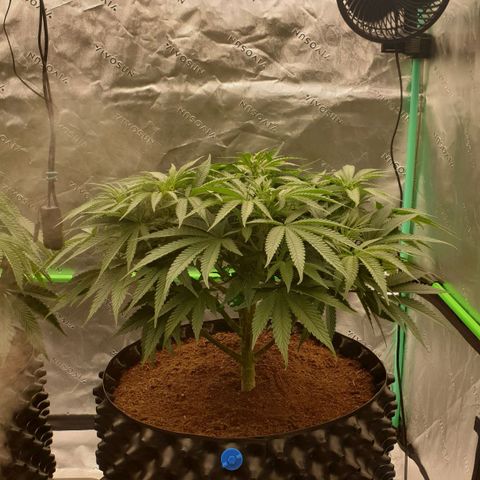 MAC1 1# growlog timeline photo