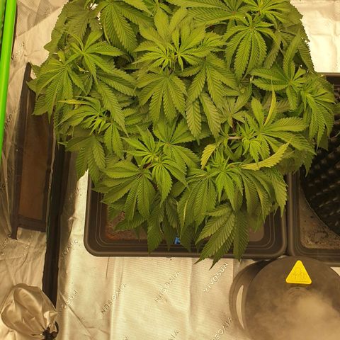 MAC1 2# growlog timeline photo