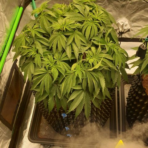 MAC1 2# growlog timeline photo
