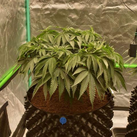MAC1 2# growlog timeline photo