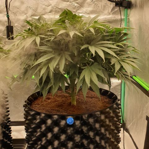 MAC1 1# growlog timeline photo