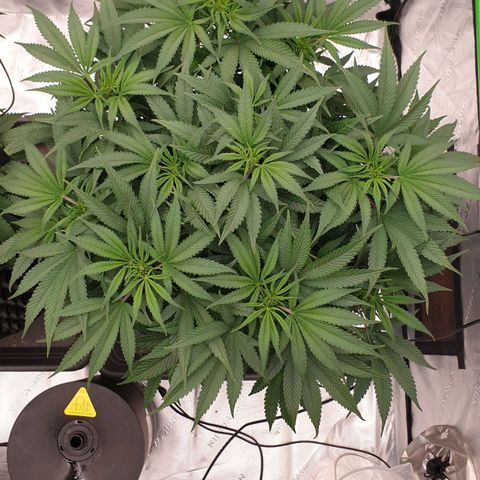 MAC1 1# growlog timeline photo