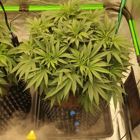 MAC1 1# growlog timeline photo