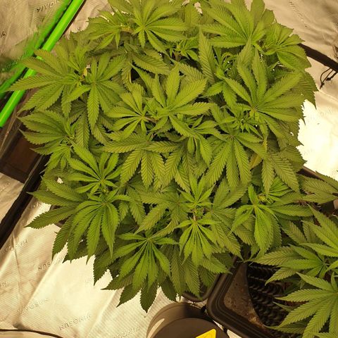 MAC1 2# growlog timeline photo