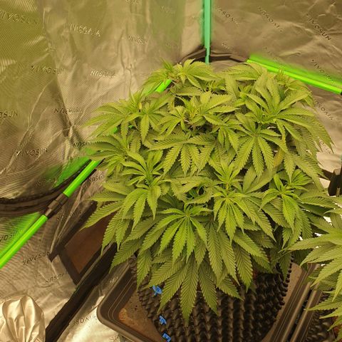 MAC1 2# growlog timeline photo